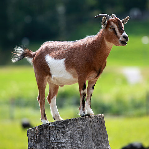 A goat